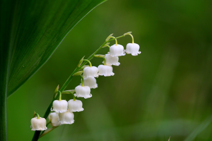 은방울꽃 - Convallaria keiskei Miq.