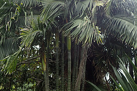 사탕수수야자 - Dypsis baronii