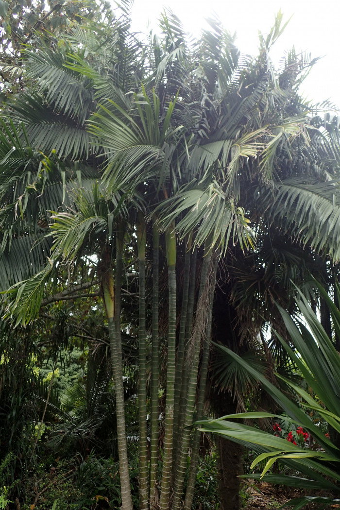 사탕수수야자 - Sugar Cane Palm, Dypsis baronii