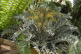 호리더스 소철 - Encephalartos horridus  