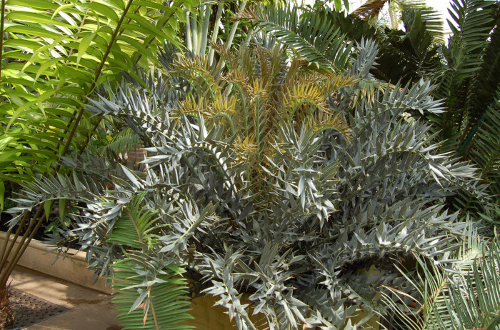 호리더스 소철 - Encephalartos horridus  