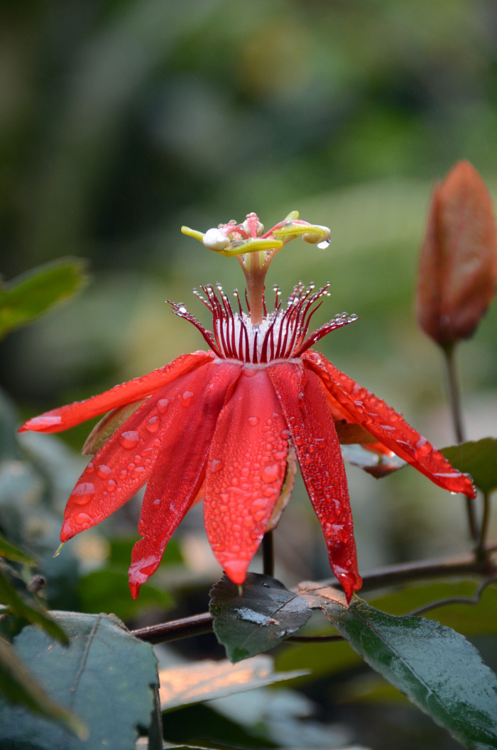 시계초 - passion flower, Passiflora caerulea