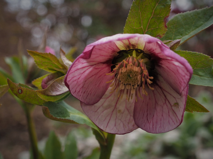 렌텐로즈 - lenten rose, Helleborus orientalis