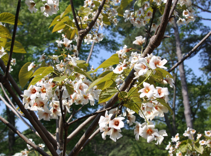 유동 - Vernicia fordii (Hemsl.) Airy Shaw