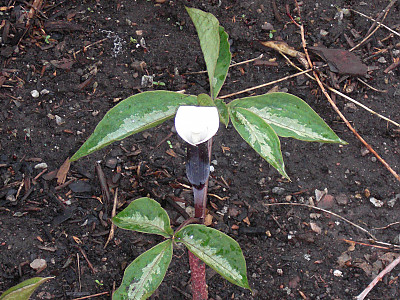 흰떡천남성 사진 - Arisaema sikokianum Photos