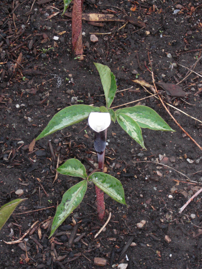 흰떡천남성 - Japanese Jack-in-the-Pulpit, Arisaema sikokianum