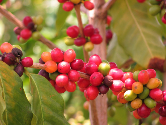 커피나무 - coffee tree, Coffea arabica L.