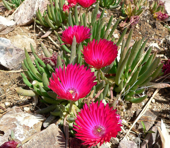 요술꽃 - Cephalophyllum subulatoides