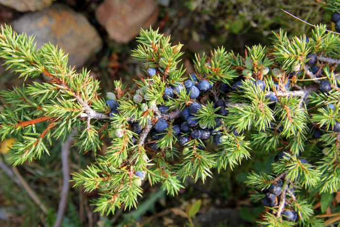 두송 - Juniperus communis L.