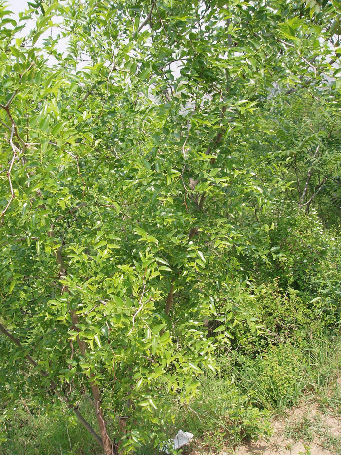 대추나무 - Jujubier, Zizyphus jujuba var. inermis (Bunge) Rehder