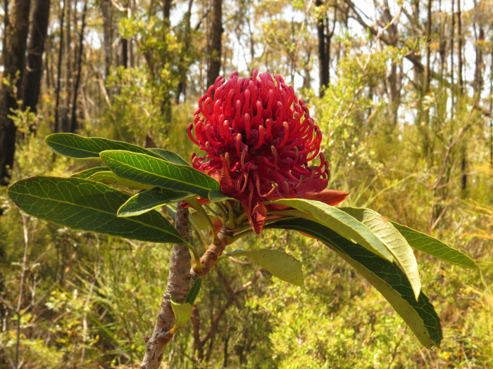 텔로피아 - Waratah, Telopea speciosissima