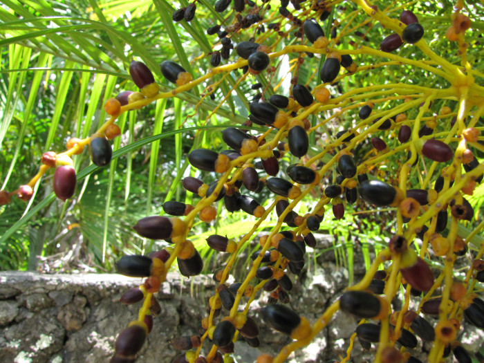 피닉스야자 - Miniature Date Palm, Pygmy Date Palm, Dwarf Date Palm, Phoenix roebelenii O