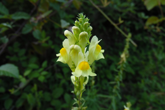 좁은잎해란초 - Linaria vulgaris Hill