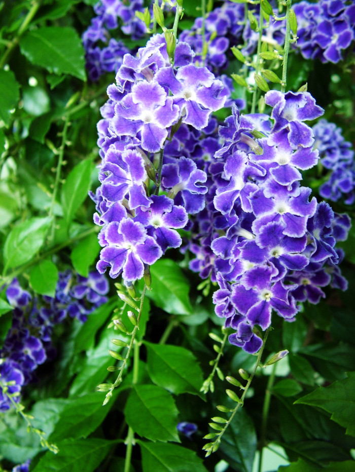 듀란타 - Duranta repens, Duranta erecta L