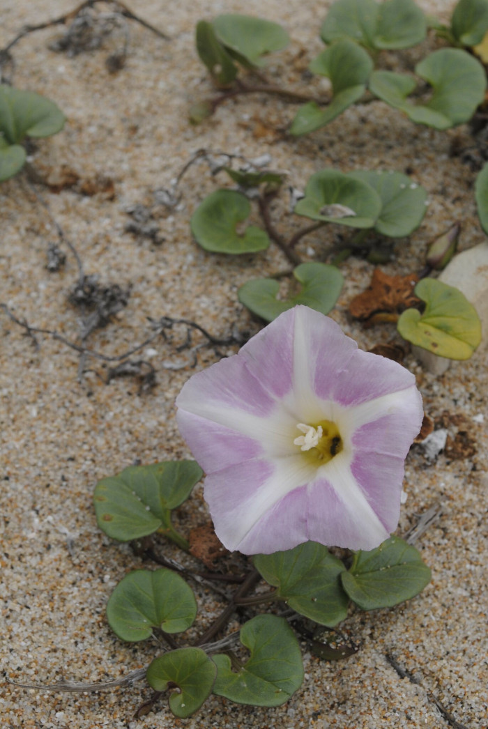 갯메꽃 - Calystegia soldanella (L.) Roem. & Schultb.