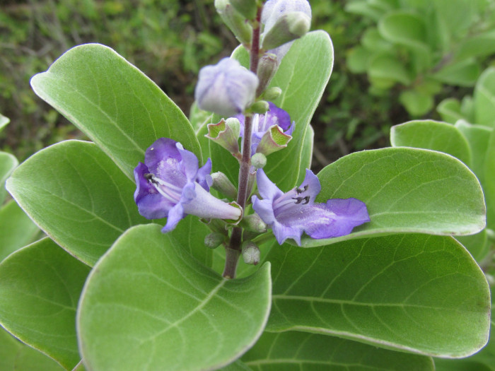 순비기나무 - Vitex rotundifolia L.f.