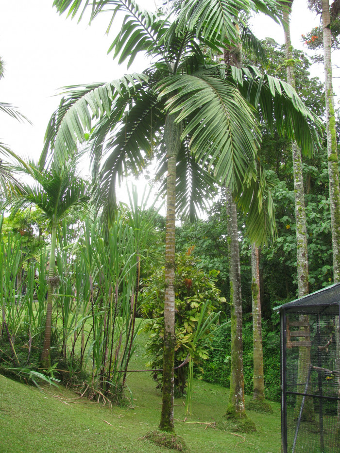 붉은잎 야자 - Red leaf Palm, Red feather Palm, Flame thrower Palm, Chambeyronia macrocarpa