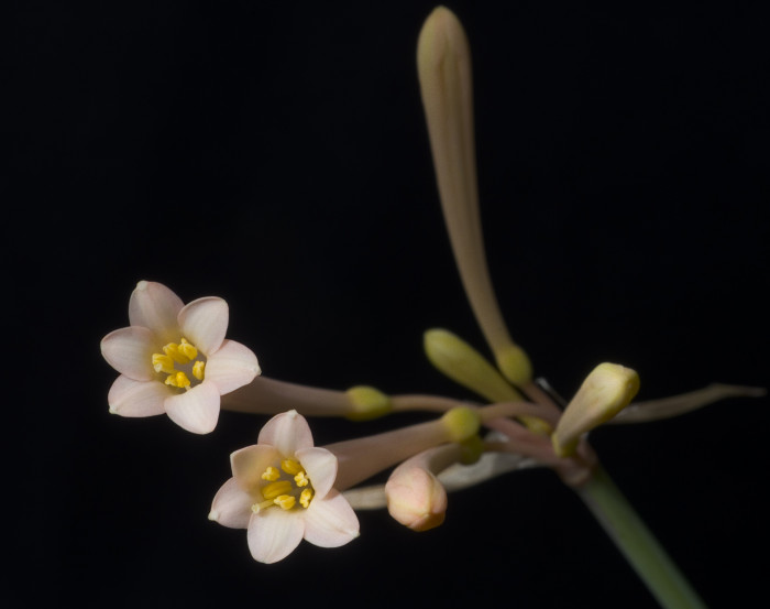 키르탄서스 - Ifafa Lily, Cyrtanthus mackenii