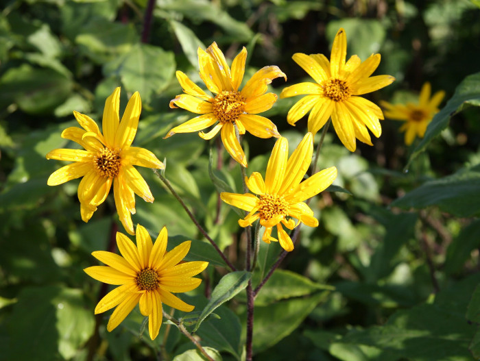 뚱단지 - Helianthus tuberosus L.