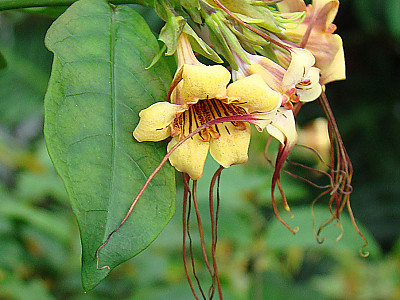 스트로판투스 프루시 사진 - Strophanthus preussii Photos