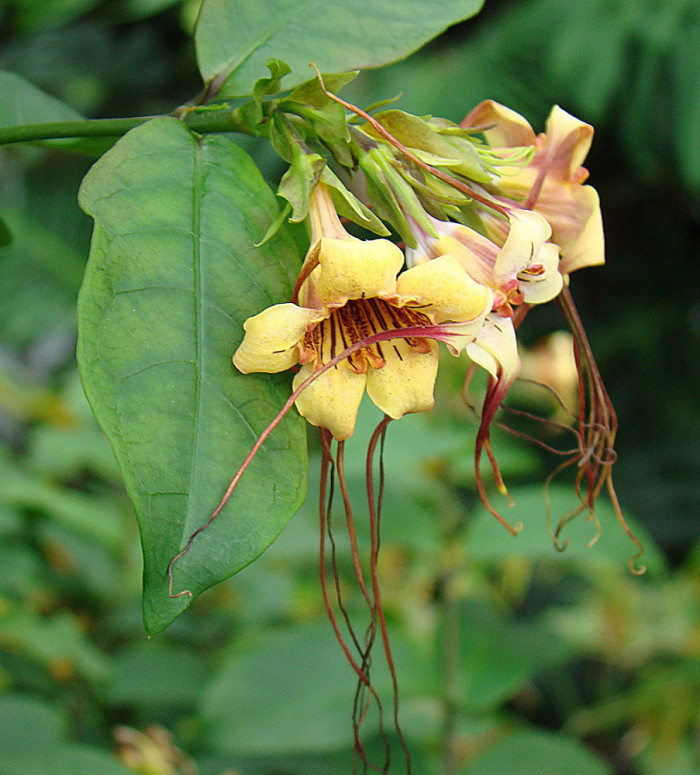 스트로판투스 프루시 - spider tresses, Strophanthus preussii