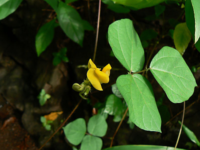 녹두 사진 - Vigna radiata (L.) R. Wilczek Photos