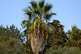 워싱토니아로퍼스타 - Washingtonia robusta