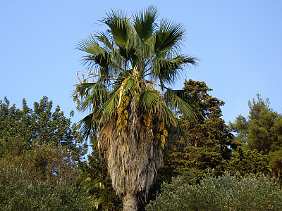 워싱토니아로퍼스타 사진 - Washingtonia robusta Photos