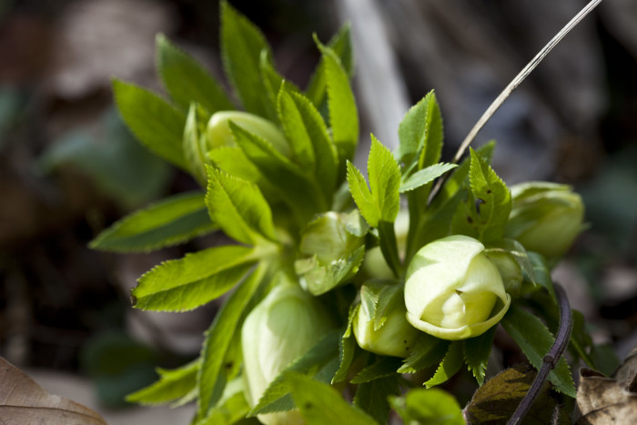 크리스마스로즈 - Christmas rose, Black hellebore, Helleborus niger L.
