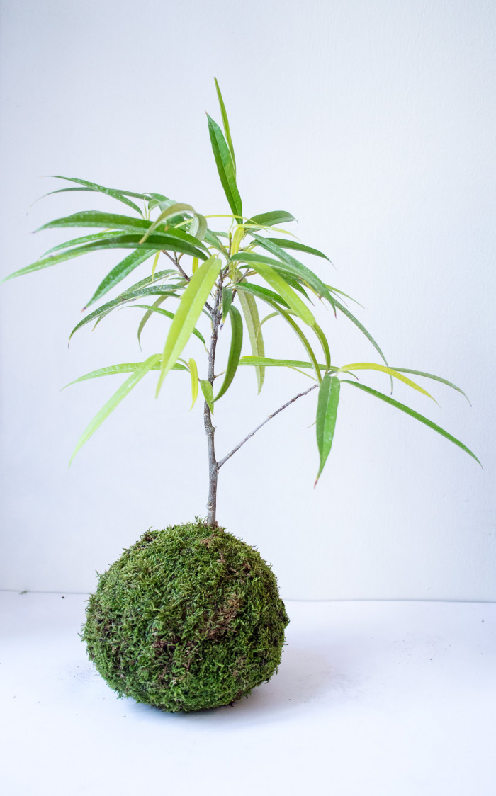 피쿠스 아리 - Ficus alii, Ficus maclellandii