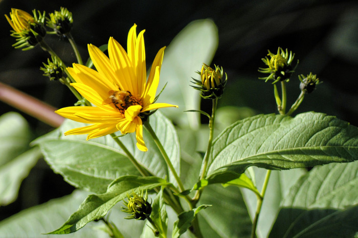 뚱단지 - Helianthus tuberosus L.