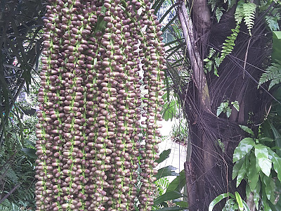 사탕야자 사진 - Arenga pinnata Photos
