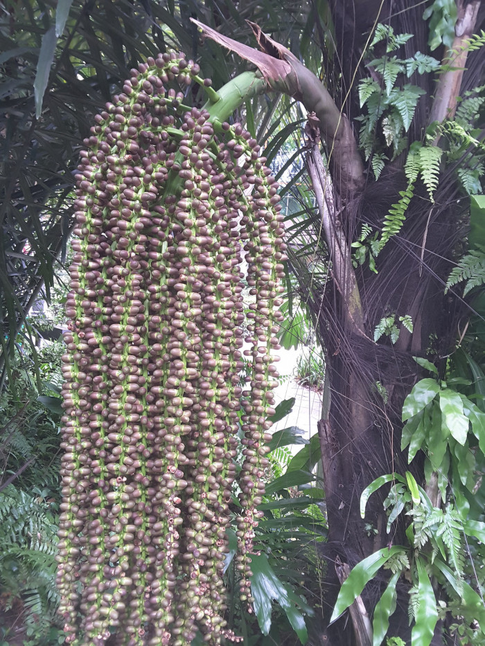 사탕야자 - sugar palm, arenga palm, areng palm, black-fiber palm, gomuti palm, Arenga pinnata