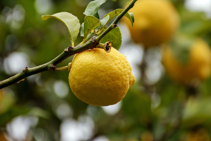 레몬 - lemon, Citrus limon