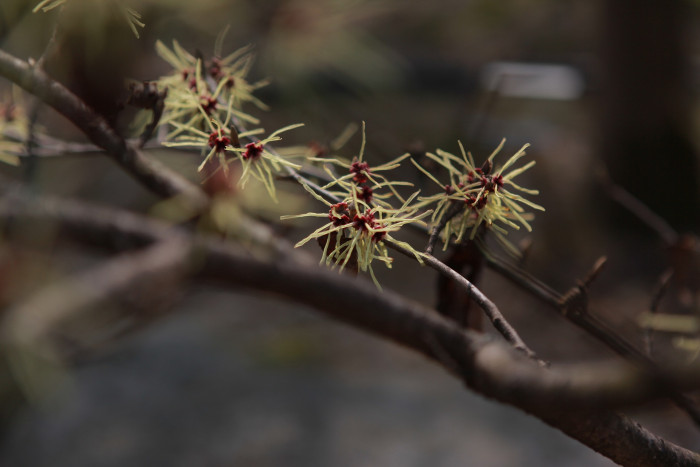 풍년화 - Hamamelis japonica Siebold & Zucc.