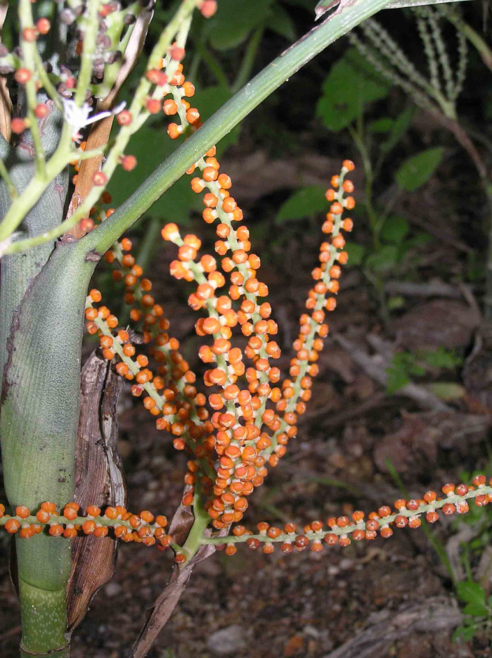 금속야자 - Metallica Palm, Chamaedorea metallica