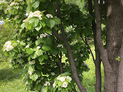 팥배나무 사진 - Sorbus alnifolia (Siebold & Zucc.) K.Koch Photos