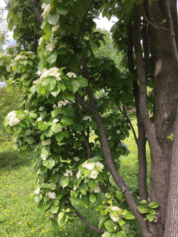 팥배나무 - Korean mountain ash, Sorbus alnifolia (Siebold & Zucc.) K.Koch