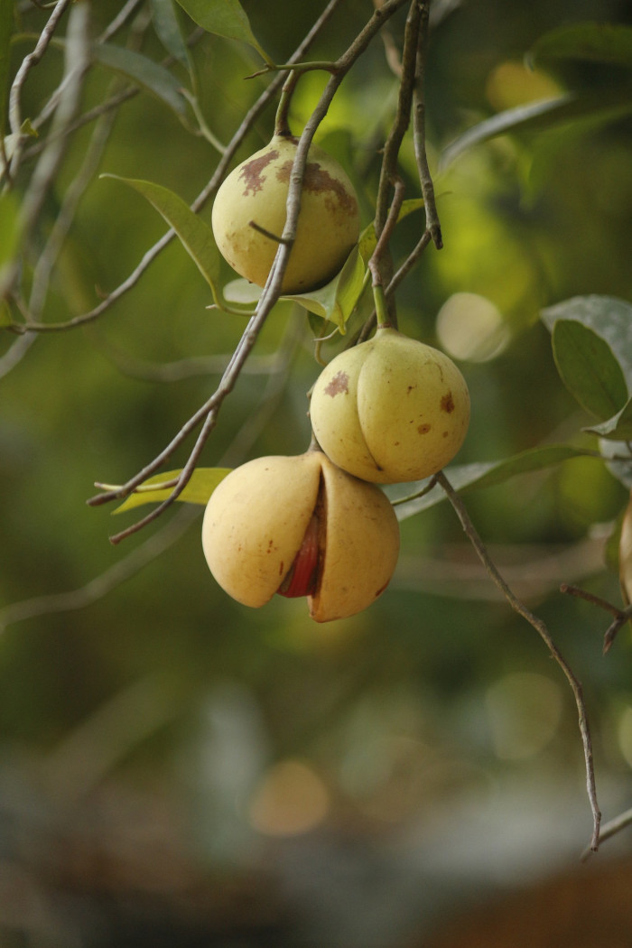 육두구 - Nutmeg, Mace, Muscadier, Nutmeg fruit, Myristica fragrans