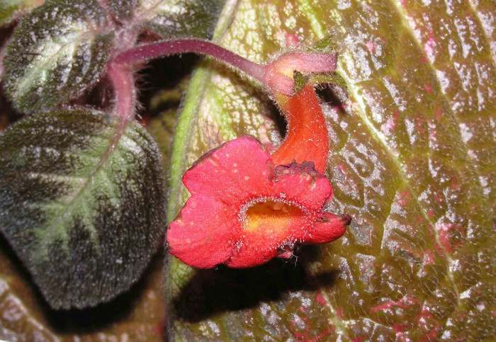 에피스시아 - African Violet, Flame violets, Episcia