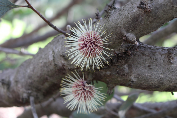 하키아 - Kodjet, Pincushion Hakea, Hakea laurina