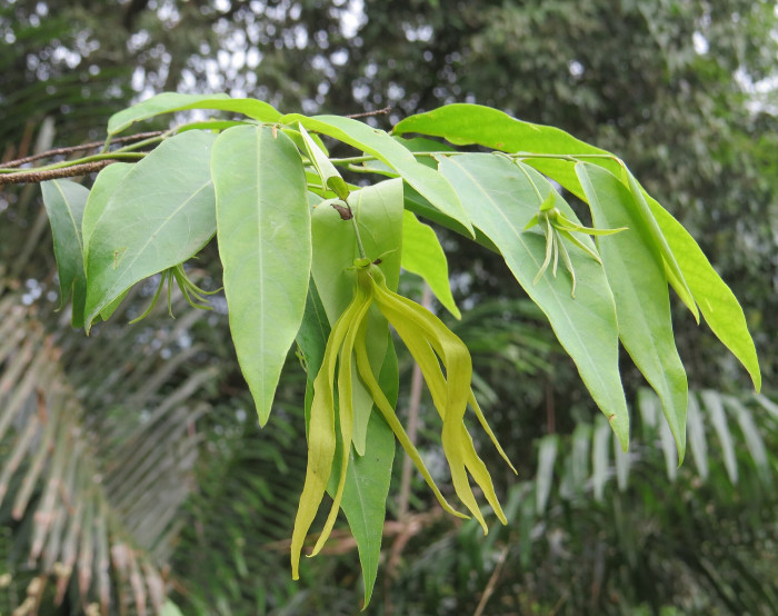 일랑일랑 - YlangYlang, Cananga odorata