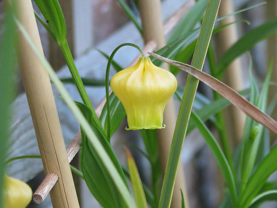 산데르소니아 사진 - Sandersonia aurantiaca Photos