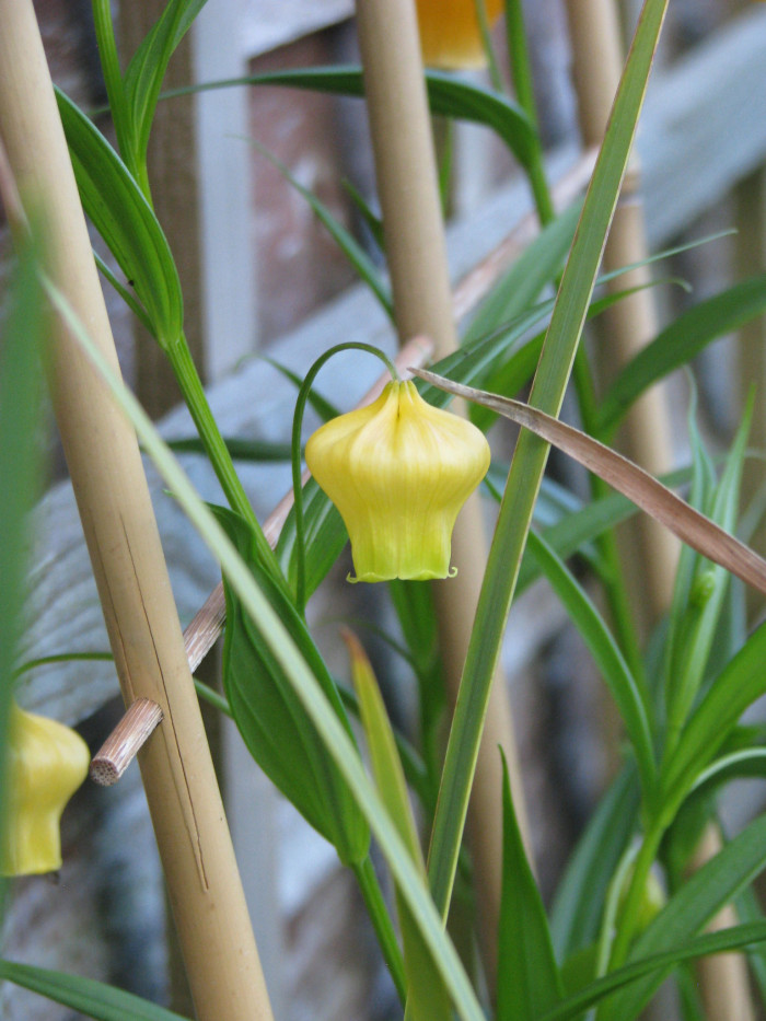 산데르소니아 - Chinese lantern lily, Christmas Bells, Sandersonia aurantiaca