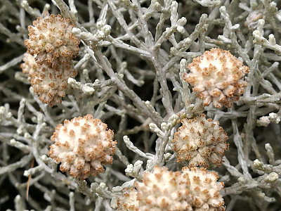 쿠션부쉬 사진 - Leucophyta brownii Photos