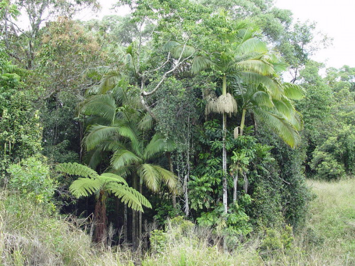 미올라야자 - Myola Palm, king palm, Archontophoenix myolensis