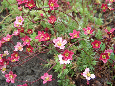 천상초 사진 - Saxifraga rosacea Photos