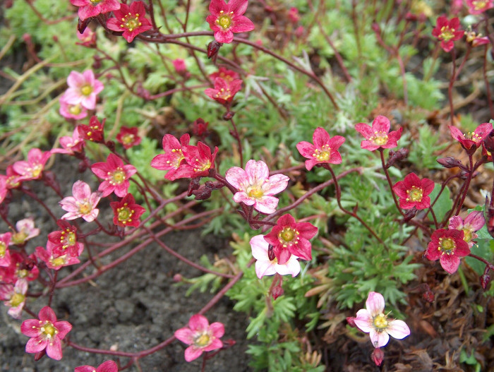 천상초 - Irish saxifrage, Saxifraga rosacea