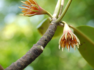 검은맹그로브 사진 - Bruguiera gymnorhiza (L.) Lam. Photos
