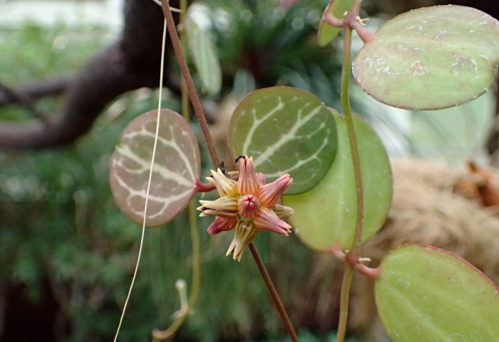 디시디아 멜론 - Dischidia ovata 